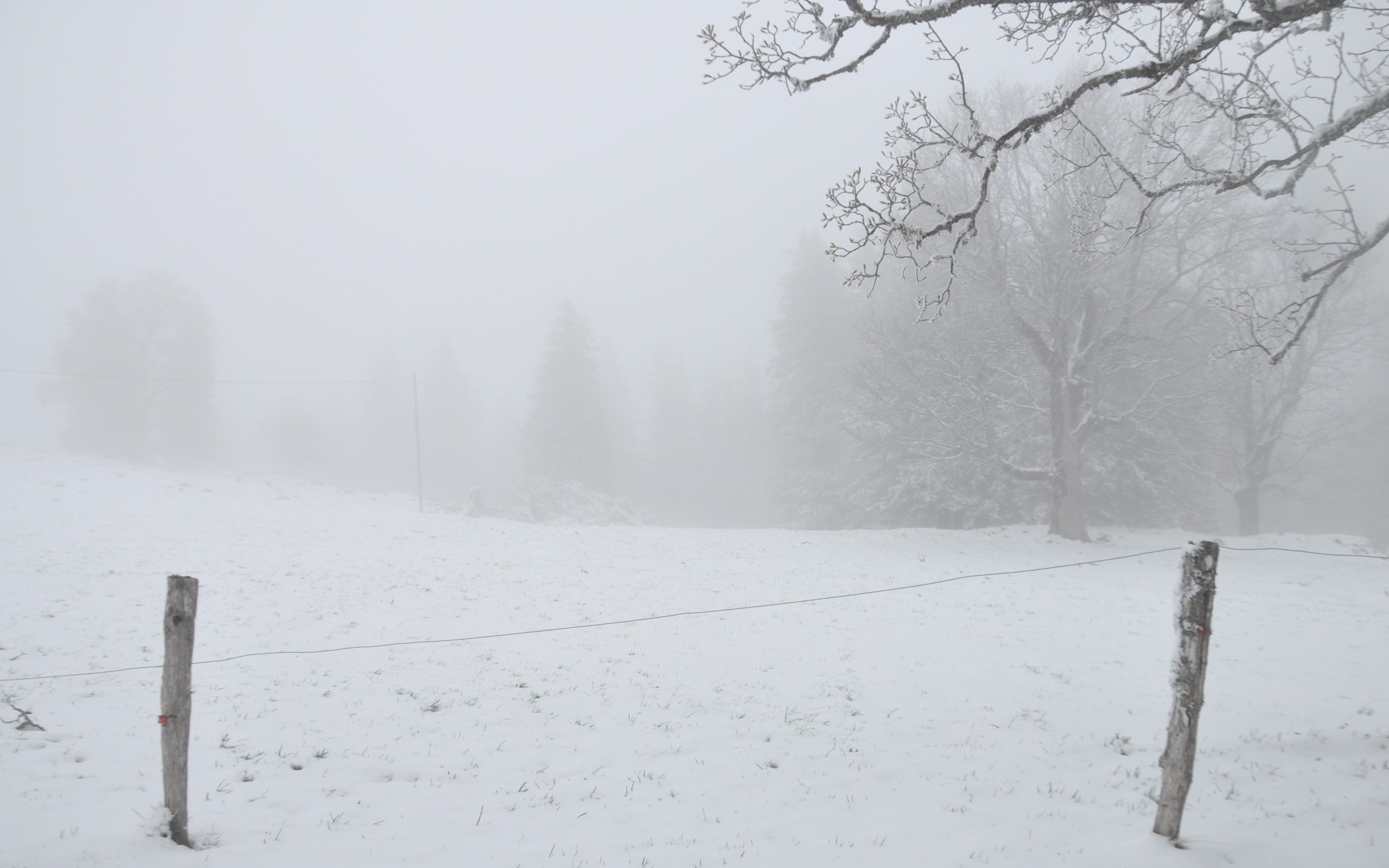 landscapes_nature_snow_trees_w_2560x1600_wallpaperno.com.jpg